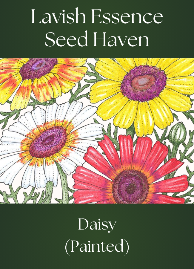 Painted Daisy Seeds