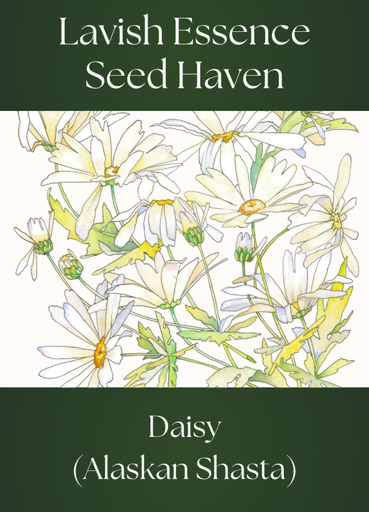 Shasta Daisy Seeds