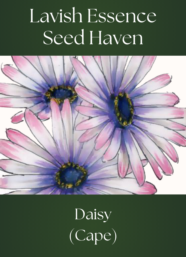 Cape Daisy Seeds