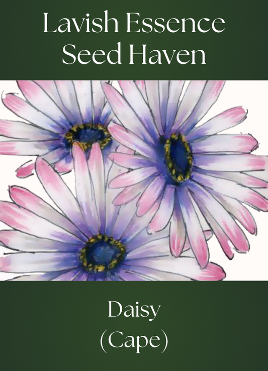 Cape Daisy Seeds