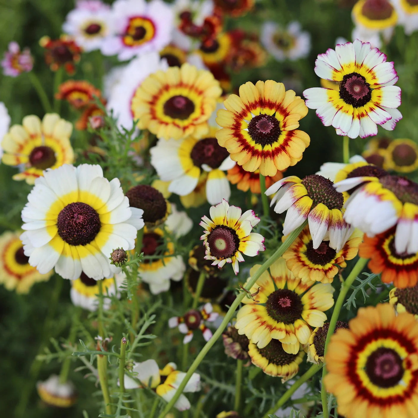 Painted Daisy Plant