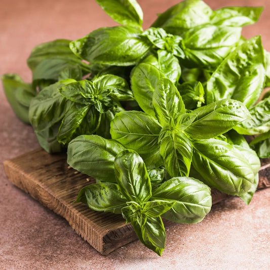 Sweet Basil (8-10 Leaves)