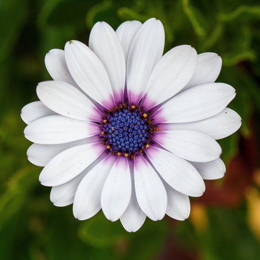 Cape Daisy Plant